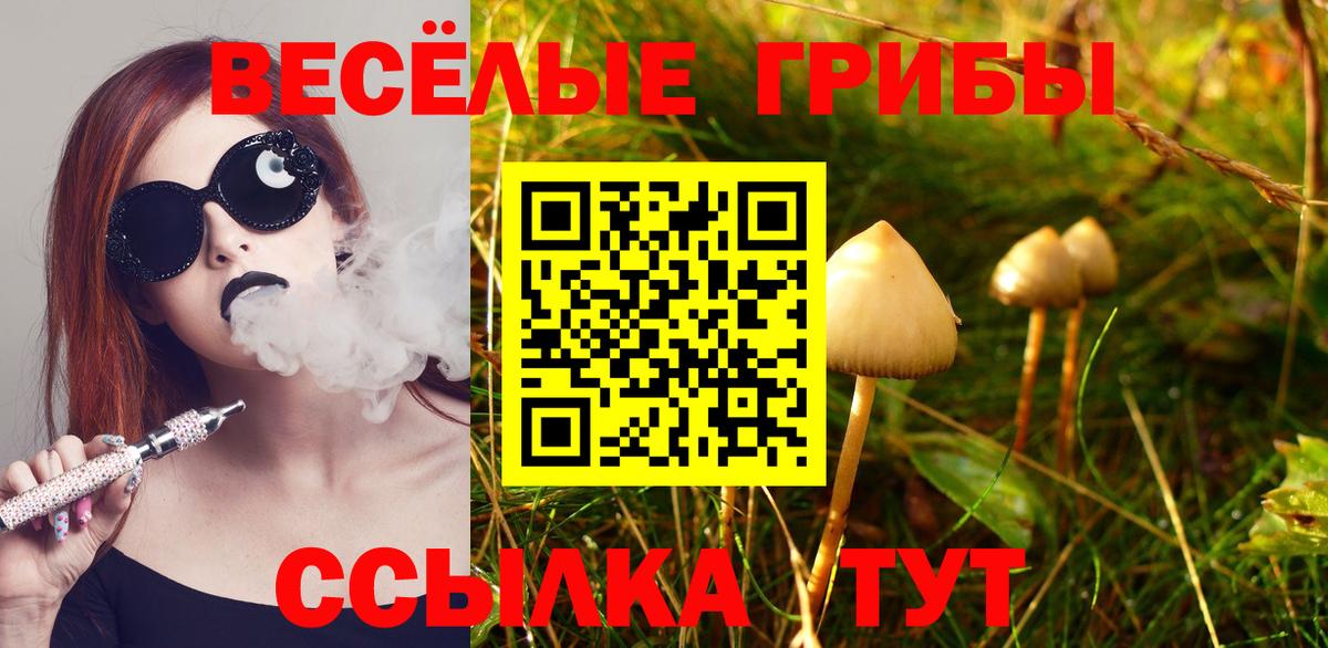 Сертолово  Псилоцибиновые грибы Psilocybine cubensis  Вход с VPN 